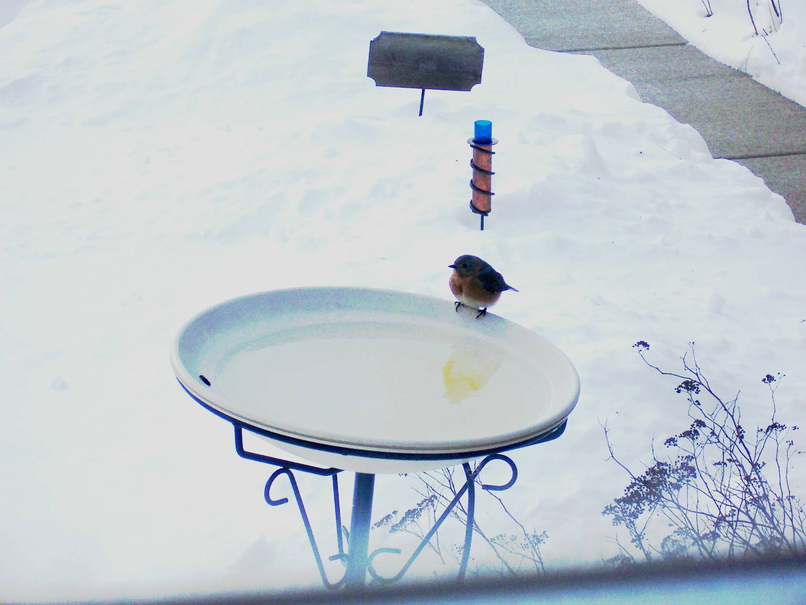 Bluebird in a heated bath